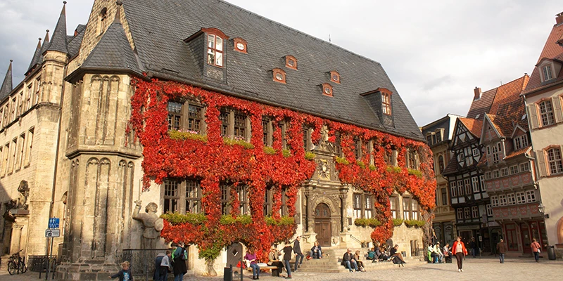 The Quedlinburg town hall with its facade covered in scarlet autumn ivy