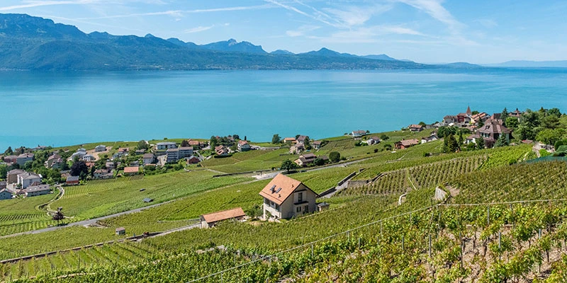 Vineyard terraces
