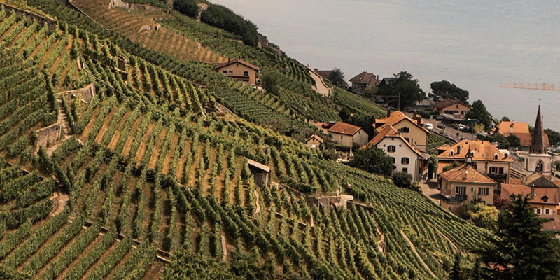 Lavaux terraced vineyards