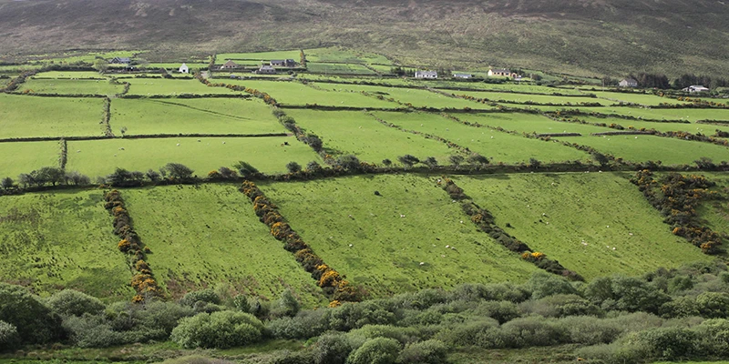 Dingle